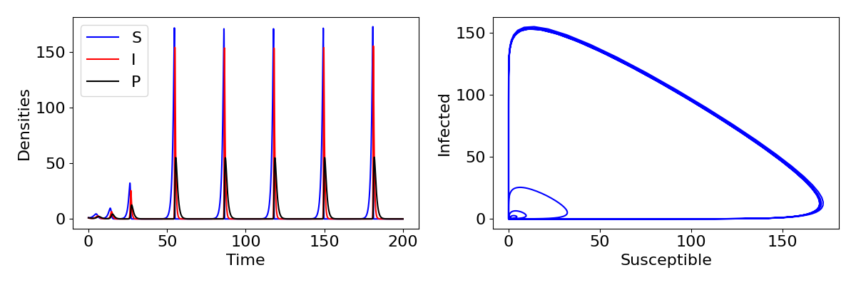 Two plots are shown.1. A plot of the three densities, S, I and P on the vertical axis with values from 0 to 175 and time on the horizontal axis with values from 0 to 200. There are regular peaks in all three densities, with sharp spikes roughly every 30 time units. The spikes are initially small, then increases and are at their maximum from t=60 onwards.    2. Treajectories in phase space, with infected densities on the vertical axis taking values from 0 to 150 and susceptible densities on the horizontal axis taking values from 0 to 170. Loops around the phase space can be seen.