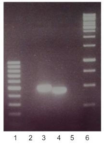 Model data - PCR