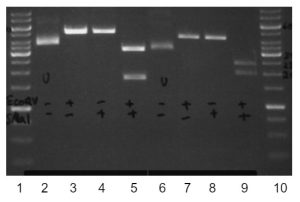 Model data - digests