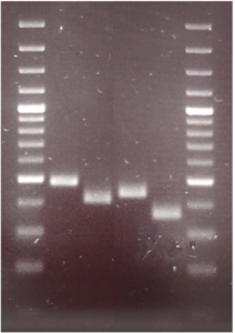 Agarose gel as described