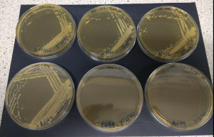 growth of K699 and a control on 0, 50 and 100 ug/ml nourseothricin